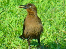 Great-tailed Grackle